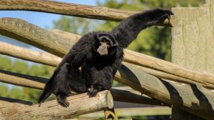 Звуки животных и птиц, для детей. Морж, ягуар, сорока.