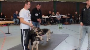 Восточноевропейская овчарка Osteuropäischer Schäferhund Hundeausstellung Korschenbroich 29.11. 2015