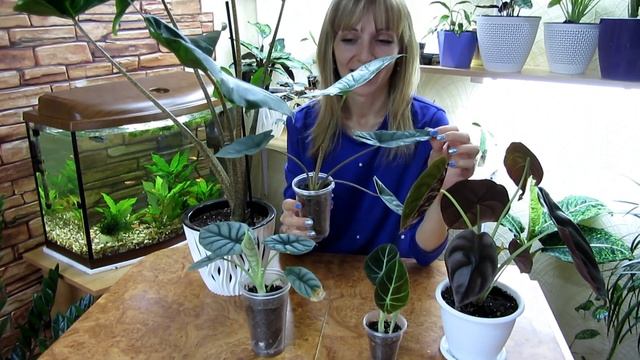 Алоказии растут и радуют) смотреть онлайн