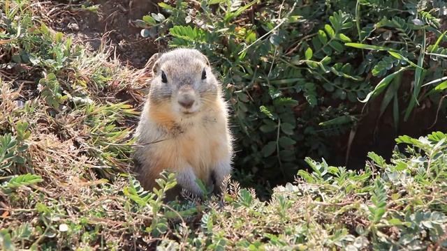 разговор с сусликом смотреть онлайн