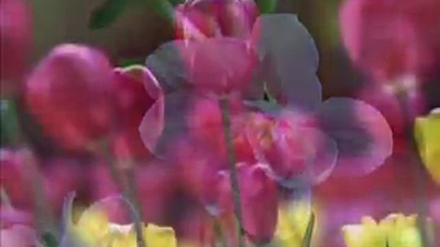 ERNESTO CORTAZAR - Intermezzo смотреть онлайн