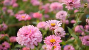 🍀Мантра Аджей Алей наповнення благодаттю🍀🙏#mantra #мантра #ajai