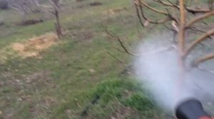 Обработка плодовых деревьев весной. Профилактика болезней