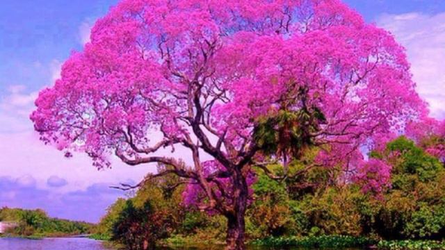 SDCF 05 09 1999 Rev Robert Morgan, tape 174, Sermon, Psalm 82 Plumb Foundations смотреть онлайн