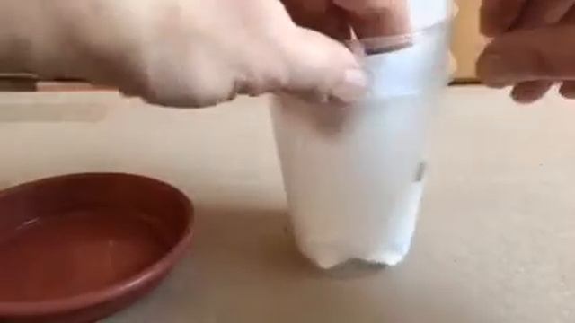 камера для наблюдения за прорастанием растений смотреть онлайн