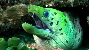 Заставки подводный мир, скачать бесплатно HD для видеомонтажа