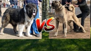 Кто сильнее кавказская овчарка vs кангал!Who is stronger than the Caucasian Shepherd Dog vs Kangal!