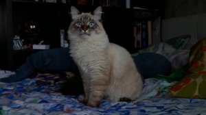 Невская маскарадная кошка (6,5 месяцев)