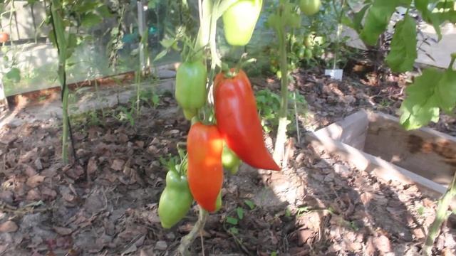 Сорт - "ФЕДЕРЛЕ". Томаты от Фёдора. смотреть онлайн