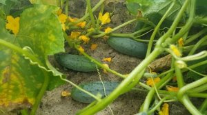 Огурец "Феникс" в открытом грунте