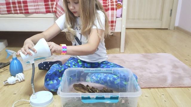 Дом для прыткой ящерицы. Уход за ящерицей.  Лампы для ящерицы.