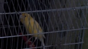 Как поет канарейка? Пение канарейки.