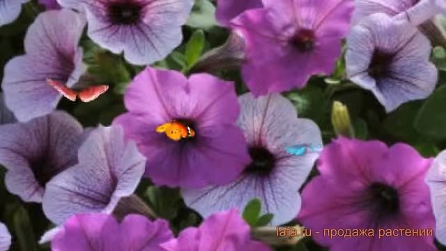 Петуния ампельная Изи Вейв Плам пуддинг микс ? обзор: как сажать, семена петунии смотреть онлайн