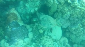 Морская черепаха,риф отеля barcelo tiran sharm