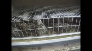 26 Мои перепела  Фараоны