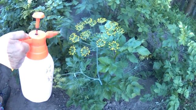 Как избавится от колорадского жука? Простой способ борьбы с жуком на картошке смотреть онлайн