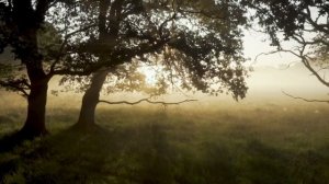 Meditation relaxing with Nature, forest and birds