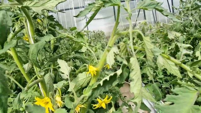 Дачные деликатесы... Вкусно поесть.. и хорошо поработать смотреть онлайн