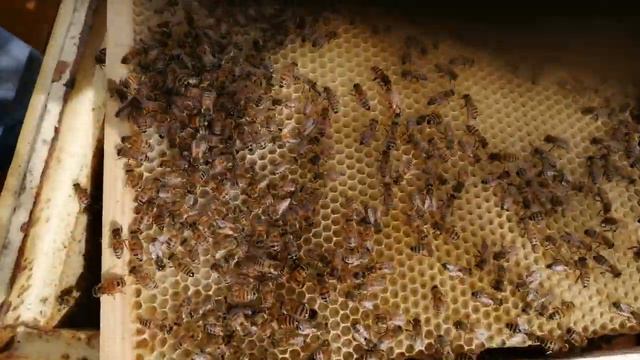 Первые матки 2022 года смотреть онлайн