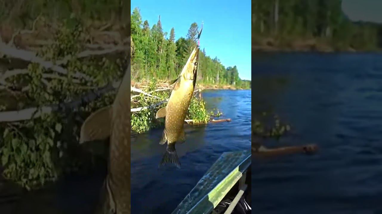 Охота на щуку #щука #рыбалка #поклевкащуки смотреть онлайн