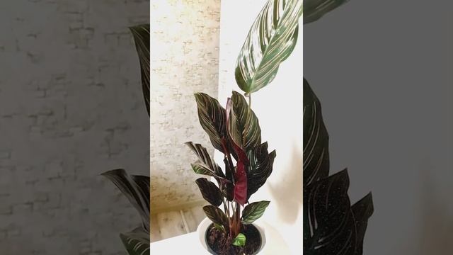 Calathea ornate Калатея Орната