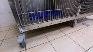 Ветеринарная клиника Приморского района. Круглосуточный стационар.