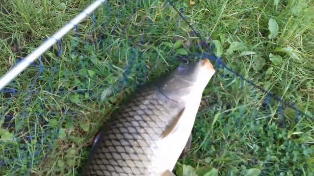 Рыбалка в Германии 54 Ловим карпа на собачий корм Frolic. Поймал ОТПУСТИ ))) смотреть онлайн