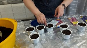 Посев лобелии.Быстро.Просто.Надежно.24.02.2021