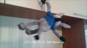 МЯГКАЯ ГОВОРЯЩАЯ ИГРУШКА "ВЕСЁЛЫЙ ОСЛИК"