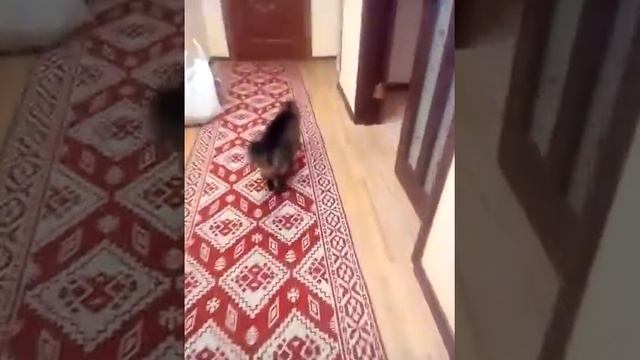 Какие же они пугливые эти коты!!!