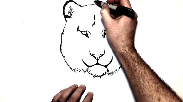 How to Draw a White Tiger | Step By Step