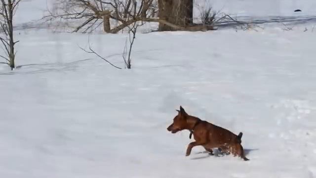 Гуканне весны. Цвергпинчер Джимка играет в снежок смотреть онлайн