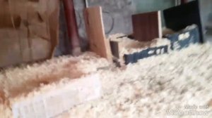 Индоутка начала нести яйца