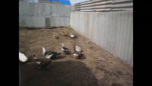 Как индоутки перезимовали в теплице