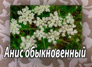 Отхаркивающее средство при бронхиальной астме. Анис обыкновенный