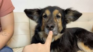 Что случилось, Усы? Почему собака трясёт челюстью
