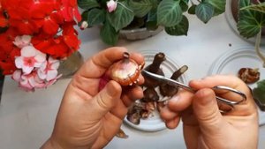 Как очистить луковицы гладиолусов перед посадкой. Важные моменты.