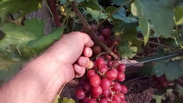 Виноград Фламия 07. 08. 2021г. смотреть онлайн