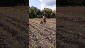 Уборка чеснока мотоблоком