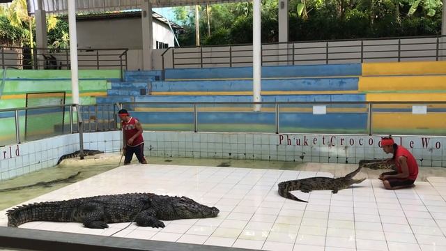 Крокодиловая ферма Пхукет, шоу-программа смотреть онлайн