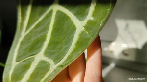 💚Anthurium forgetii white stripes 💚