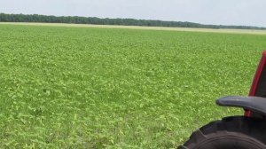 видео 2 культиватор междурядный Попова кмп 5,6