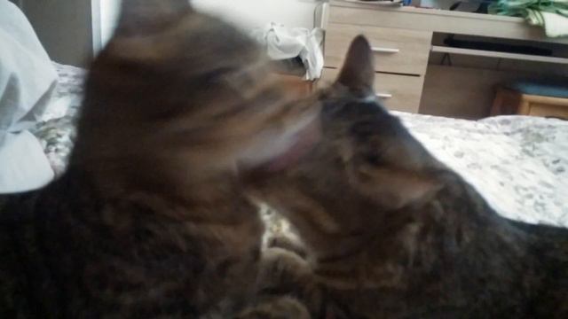 Яша & Кася (кошачьи ласки)