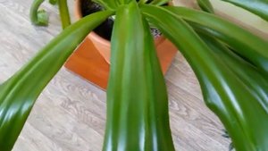 Выращивание гименокаллиса в домашних условиях: посадка и выбор места