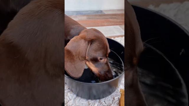 СОНЕЧКА И КЛУБНИКА, УМНЫЕ ИГРУШКИ смотреть онлайн