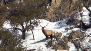 ARCHERY ELK IN THE SNOW | LAST MAN STANDING