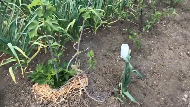 В Крыму скупают земли.У мамы забирают огород.Инжир с дачи прижился. смотреть онлайн