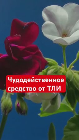 ТЛЯ боится этого КАК ОГНЯ🔥