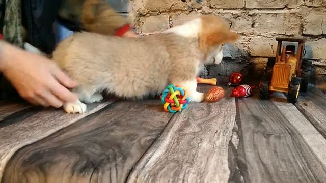 Щенок вельш-корги пемброк. Продажа. Питомник. +7 904 650-19-96 смотреть онлайн