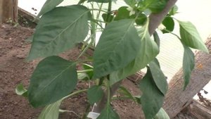 Перцы.  Как формировать куст перца